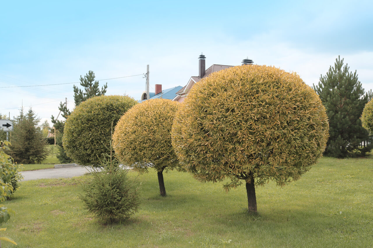 Taille d'arbres de petite et moyenne taille